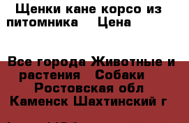 Щенки кане корсо из  питомника! › Цена ­ 65 000 - Все города Животные и растения » Собаки   . Ростовская обл.,Каменск-Шахтинский г.